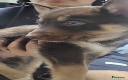 Shepsky dogs for sale: Husky x Shepsky - Image 6