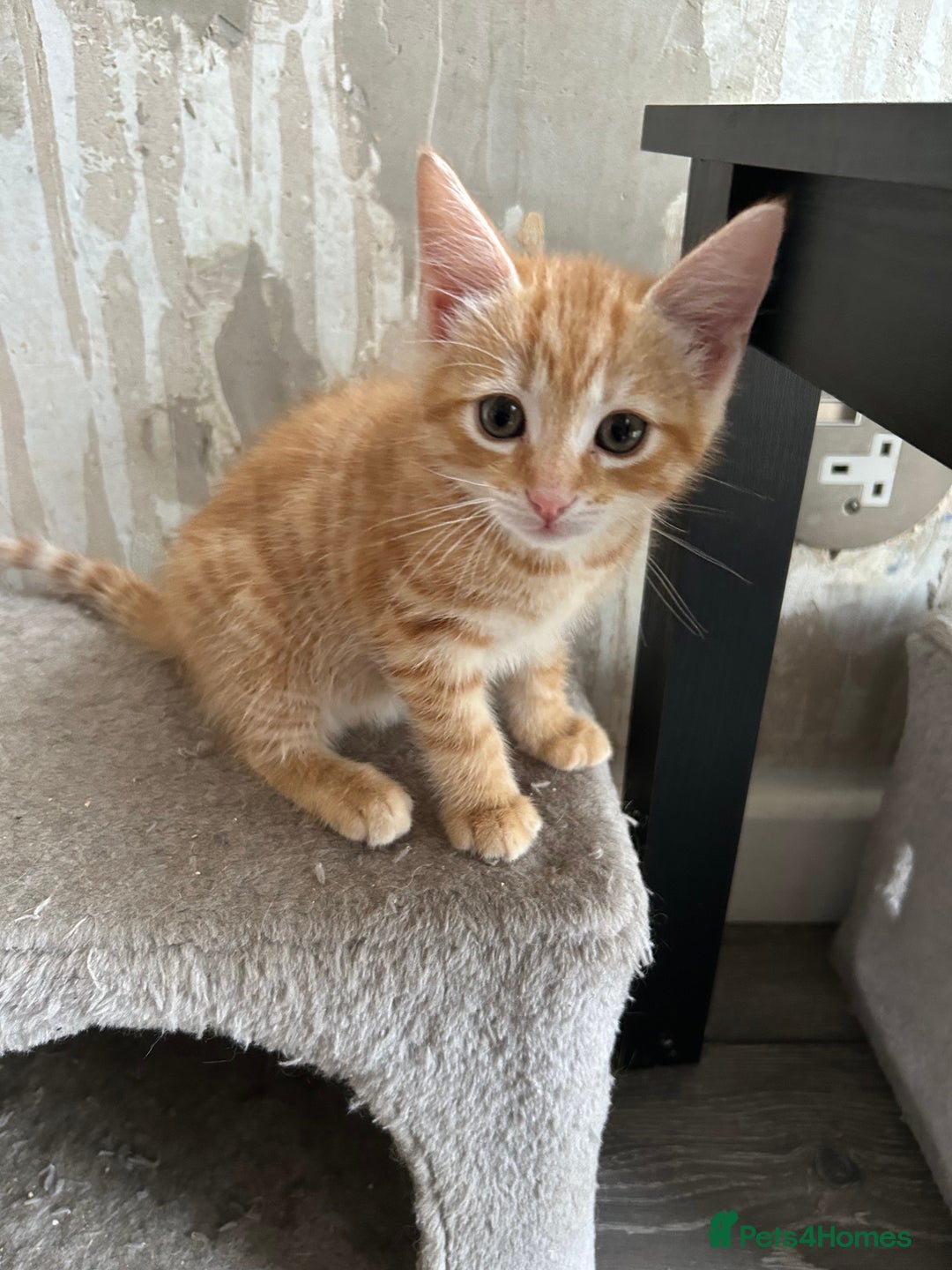 Mixed Breed cats for sale: Ragdoll x Bengal Kittens - Image 2