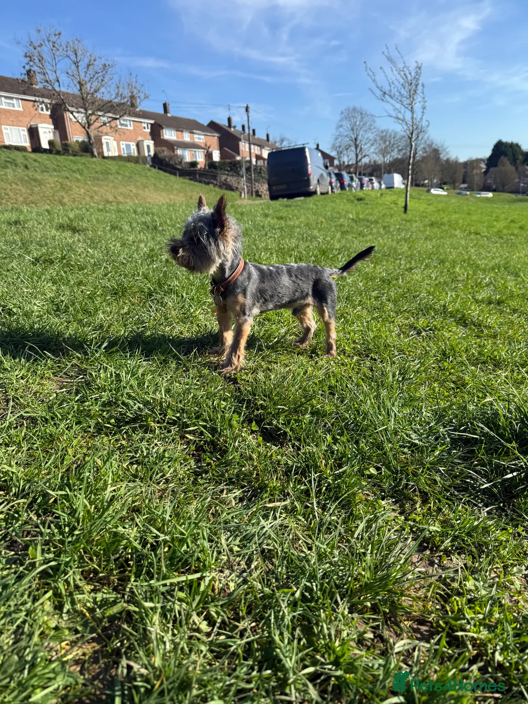 Yorkshire Terrier dogs for stud: Toy boy Yorkshire terrier  - Advert 1