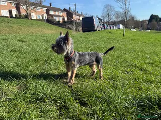Yorkshire Terrier dogs Toy boy Yorkshire terrier - Advert 1