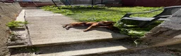 Staffordshire Bull Terrier dogs for sale: 2 1/2 year old male Staff in Witney - Advert 9