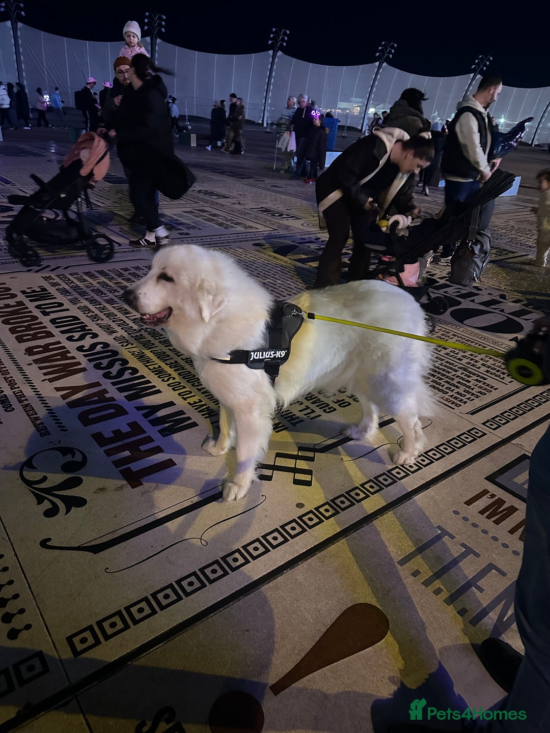 Pyrenean Mountain Dog dogs for sale: 3 Year Old Loving Girl  - Advert 6