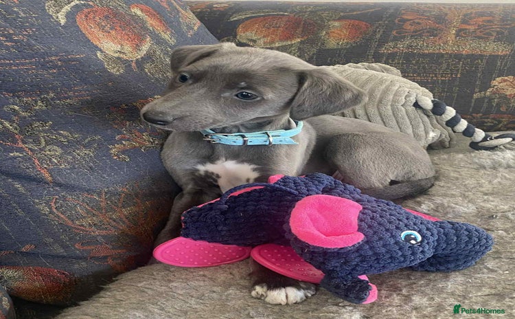 Mixed Breed dogs Beautiful Saluki x Whippet puppies - Advert 4