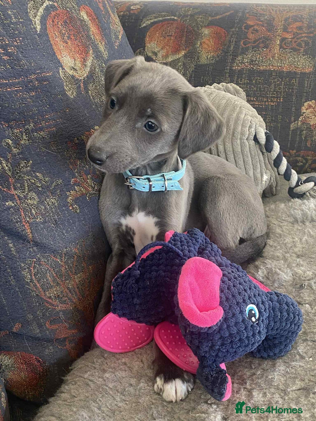 Mixed Breed dogs for sale: Beautiful Saluki x Whippet puppies - Advert 21