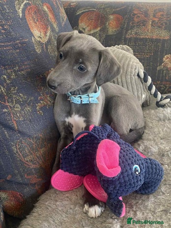 Mixed Breed dogs Beautiful Saluki x Whippet puppies - Advert 4