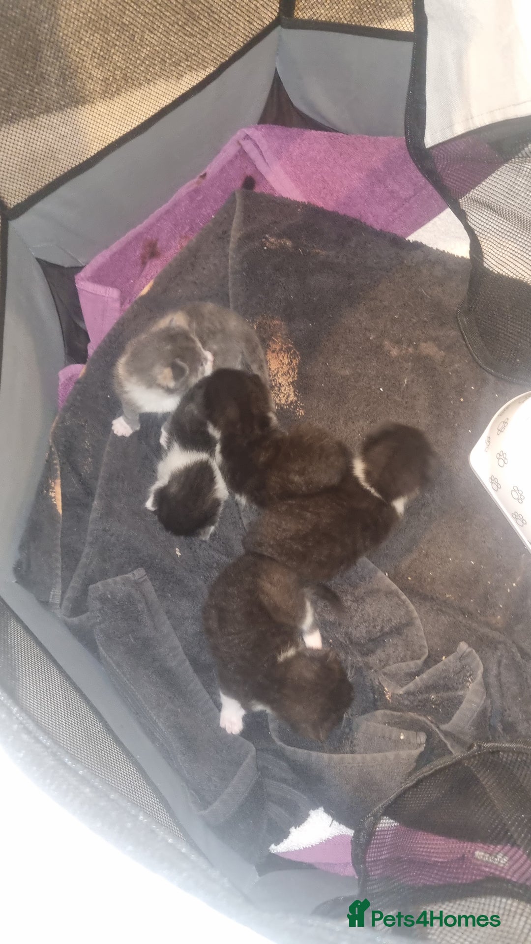 Mixed Breed cats for sale: Kittens for sale beautiful  - Image 5