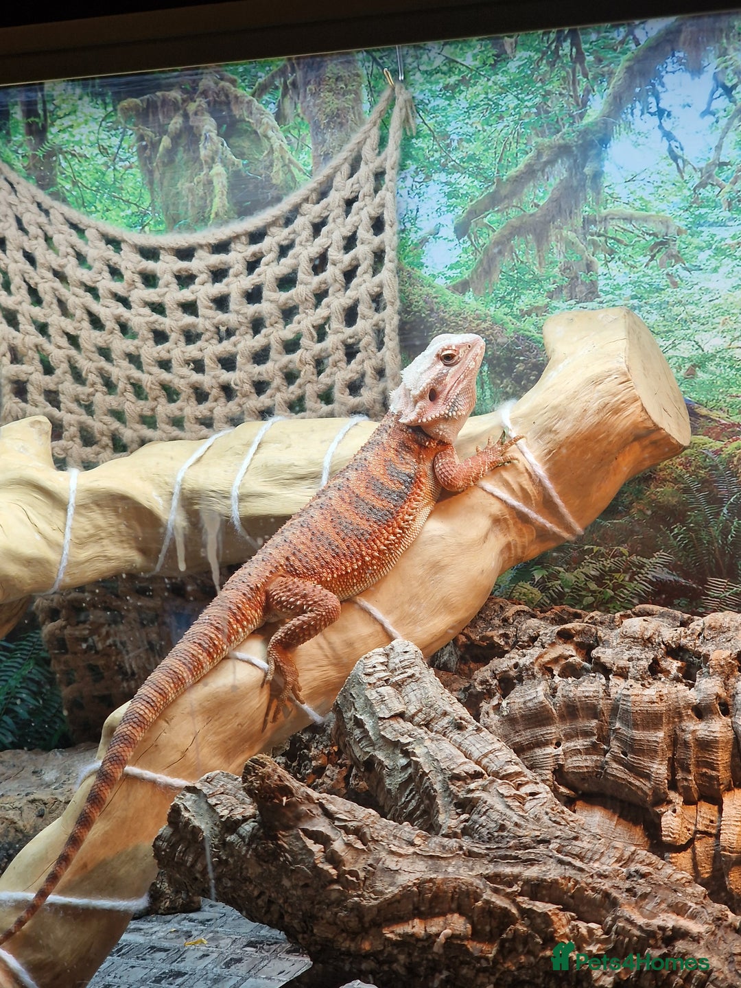 Bearded Dragon reptiles for sale: Female Bearded Dragon with Vivarium - Image 7