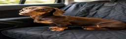 Dachshund dogs for sale: Dachshund Boy Puppies Ready Now - Advert 7