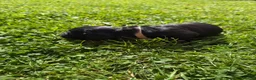 English Springer Spaniel dogs for sale: 8 beautiful spaniel puppies - Advert 16