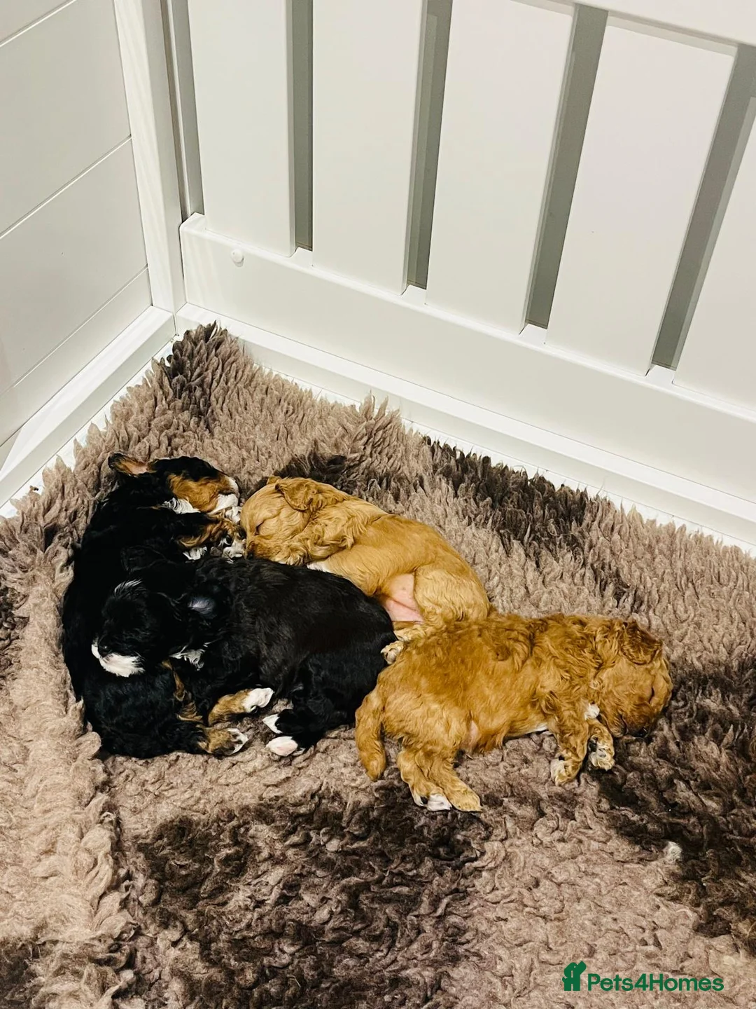 Cavapoo dogs for sale: Stunning F1b Cavapoo puppies  - Advert 6