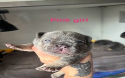 French Bulldog dogs for sale: 3 Female French bulldog puppies  - Image 3