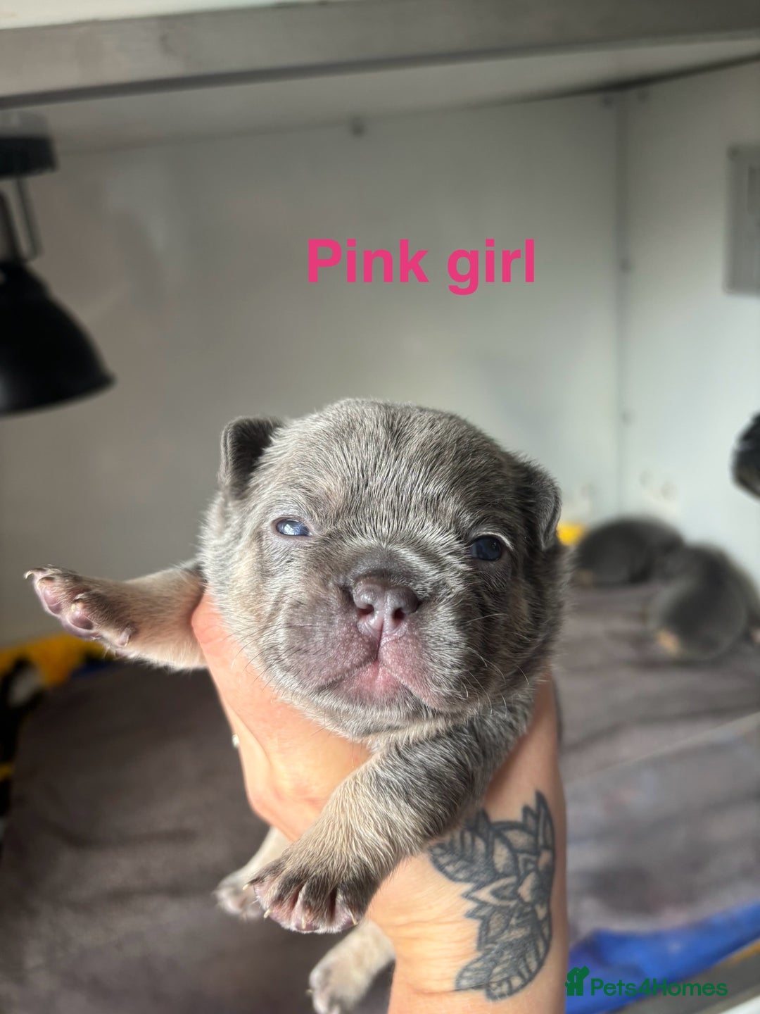 French Bulldog dogs for sale: 3 Female French bulldog puppies  - Image 3