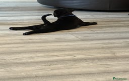 Labrador Retriever dogs for sale: 3 gorgeous black Labrador puppies - Image 5