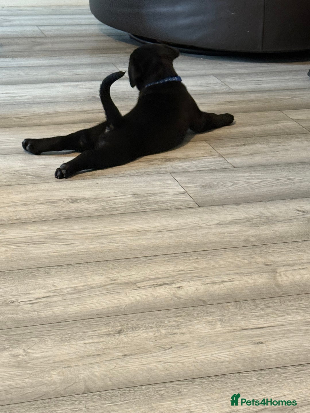 Labrador Retriever dogs for sale: 3 gorgeous black Labrador puppies - Image 5