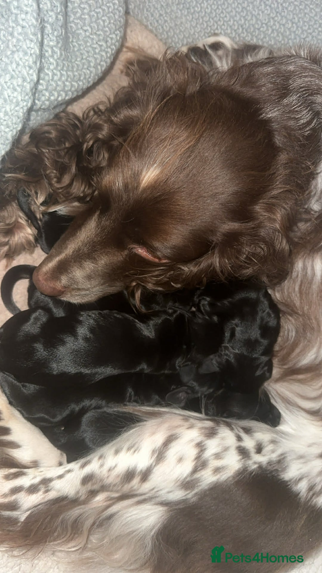Sprocker dogs for sale: F2 sprockers puppies  - Advert 9
