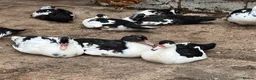 Ducks poultry for sale: Muscovy Ducks - Advert 3