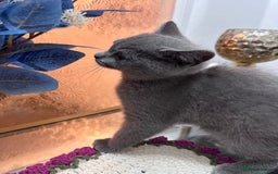 British Shorthair cats for sale: BSH kitten  - Image 4