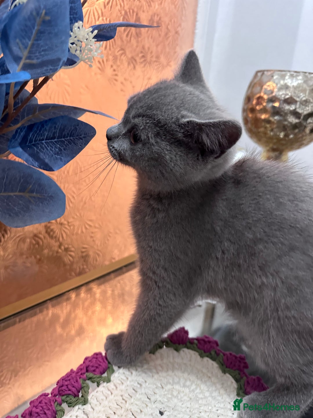 British Shorthair cats for sale: BSH kitten  - Image 4