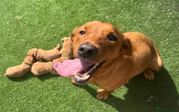 Labrador Retriever dogs for sale: Gorgeous KC Fox Red Labradors 🦊  - Image 5