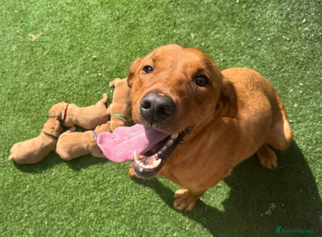 Labrador Retriever dogs for sale: Gorgeous KC Fox Red Labradors 🦊  - Image 5