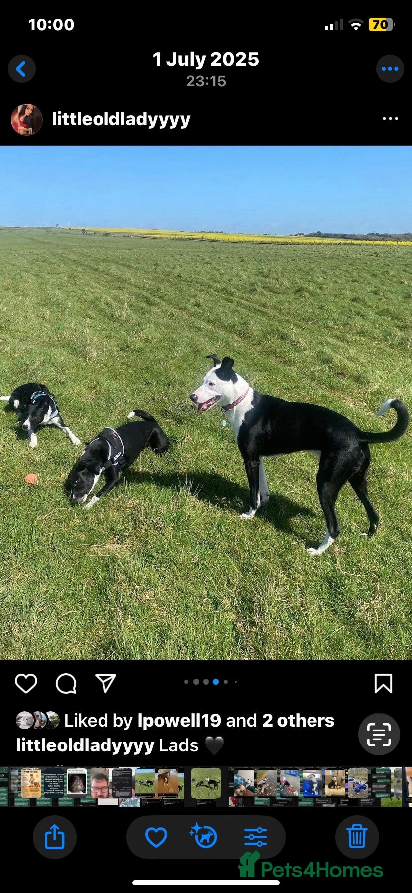 Mixed Breed dogs So sad but need to rehome our beautiful boy Bambi  - Advert 1