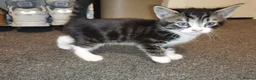 Mixed Breed cats for sale: For sale - Advert 17