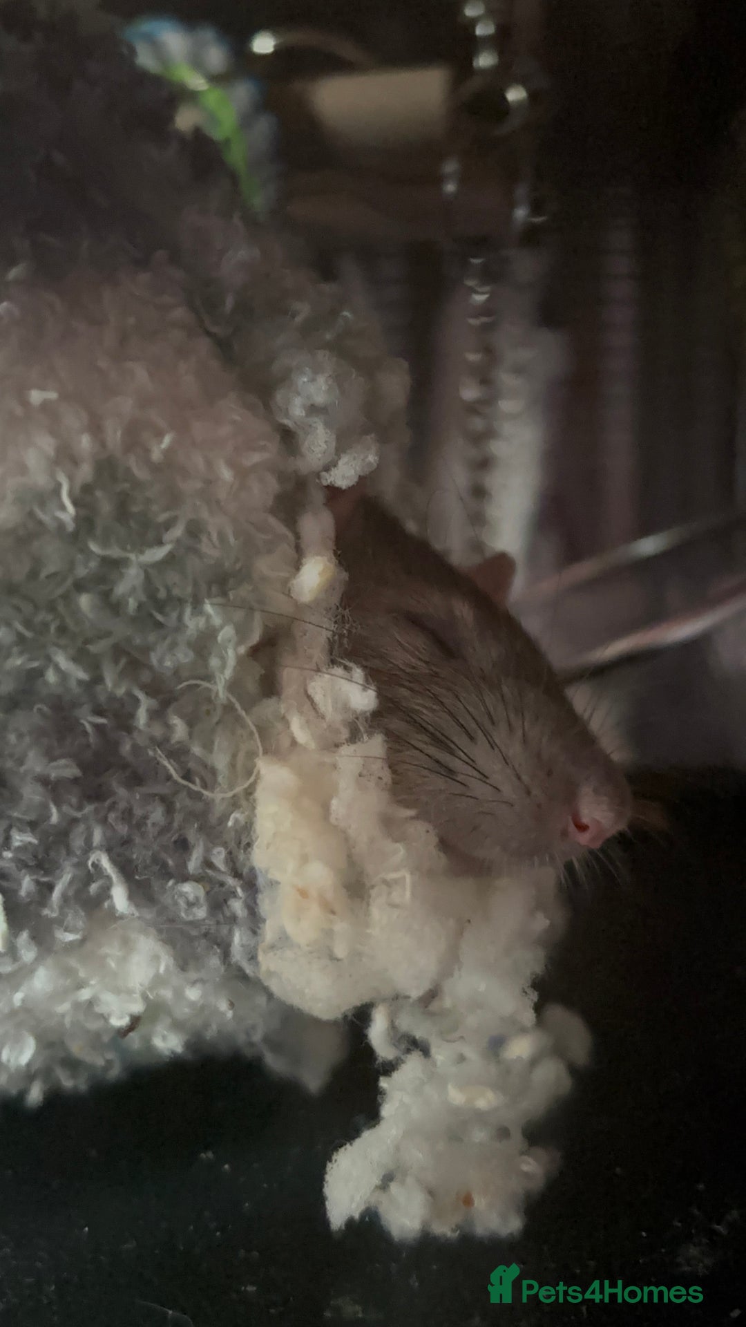 Rat rodents for sale: 3 FEMALE RATS + CAGE - Advert 5