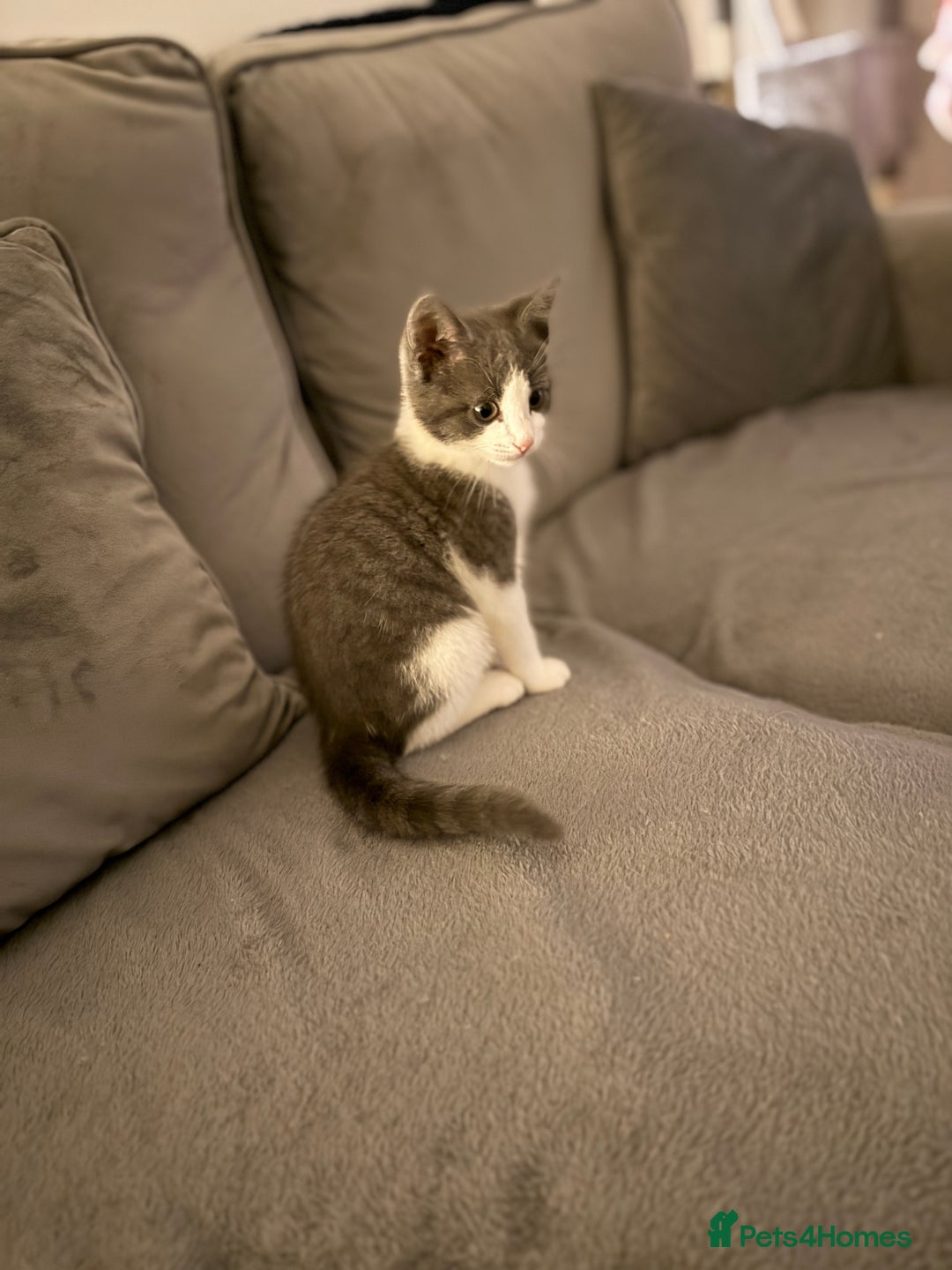 Mixed Breed cats for sale: Grey and white tabby  - Advert 12