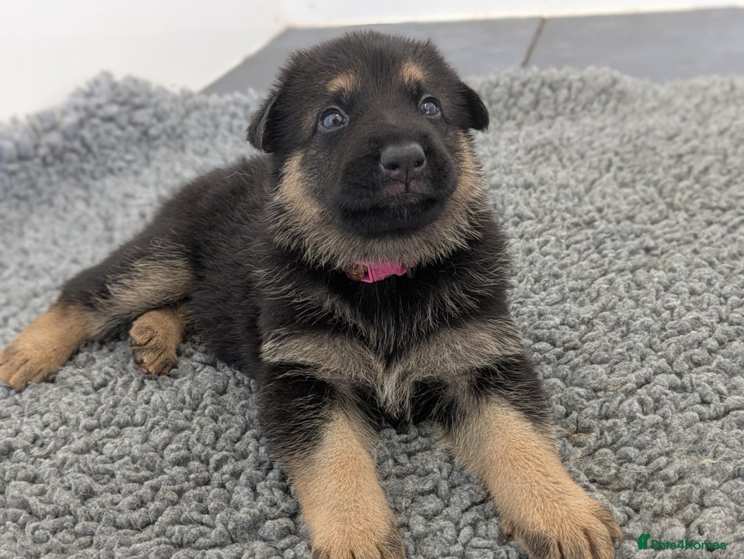German Shepherd dogs for sale: KC Health Tested Pups From Champion Lines 🏆 - Image 14