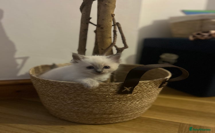 Ragdoll cats - Advert 1