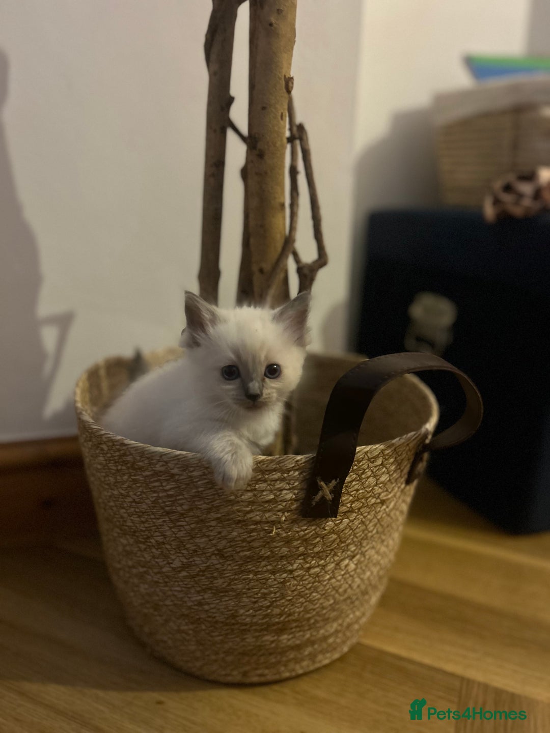 Ragdoll cats for sale: Pedigree Ragdoll Kittens HCM/PKD clear  - Image 2