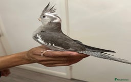 Cockatiels birds for sale: 2 baby super tame  hand reared Cockateils  - Image 4