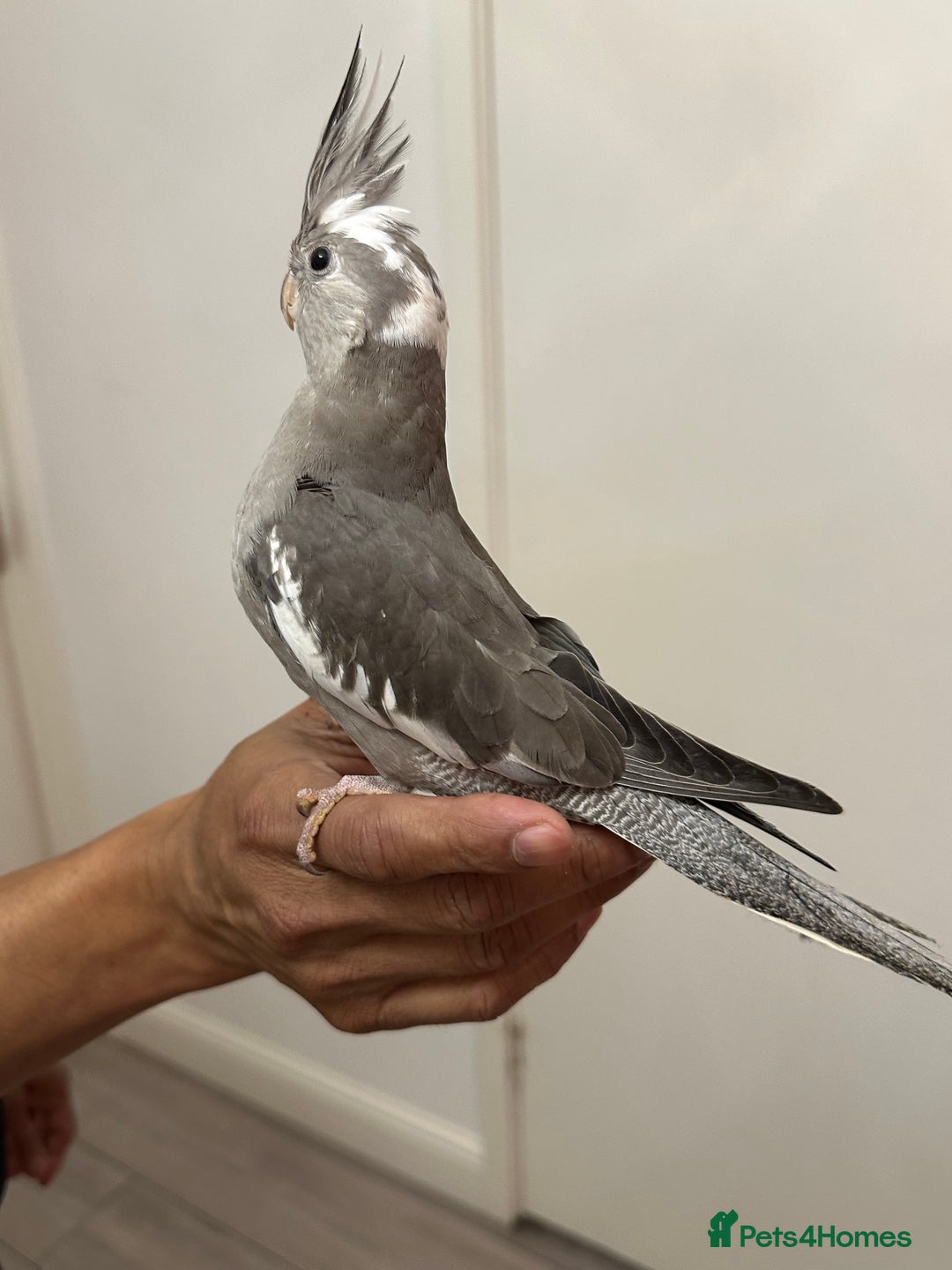 Cockatiels birds for sale: 2 baby super tame  hand reared Cockateils  - Image 4