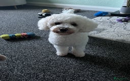Bichon Frise dogs for sale: Bichon frise - Image 1