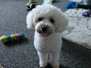 Bichon Frise dogs - Advert 1