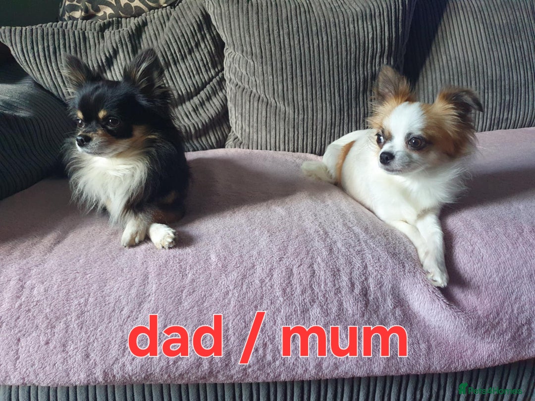 Chihuahua dogs for sale: Chihuahuas puppy's   - Image 36