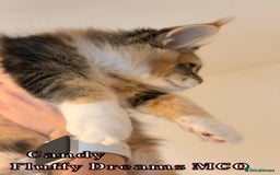 Maine Coon cats for sale: Fluffy Maine Coons 3 girls 1 boy active/non-active - Image 7