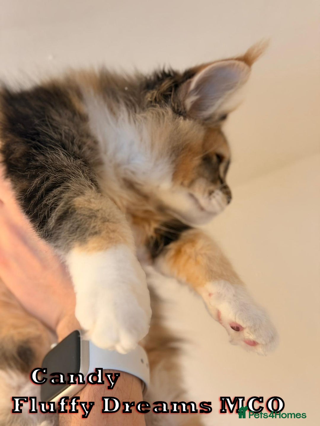 Maine Coon cats for sale: Fluffy Maine Coons 3 girls 1 boy active/non-active - Image 7