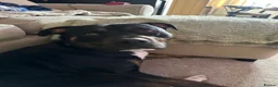 Staffordshire Bull Terrier dogs for sale: Staff x breed for sale - Advert 2