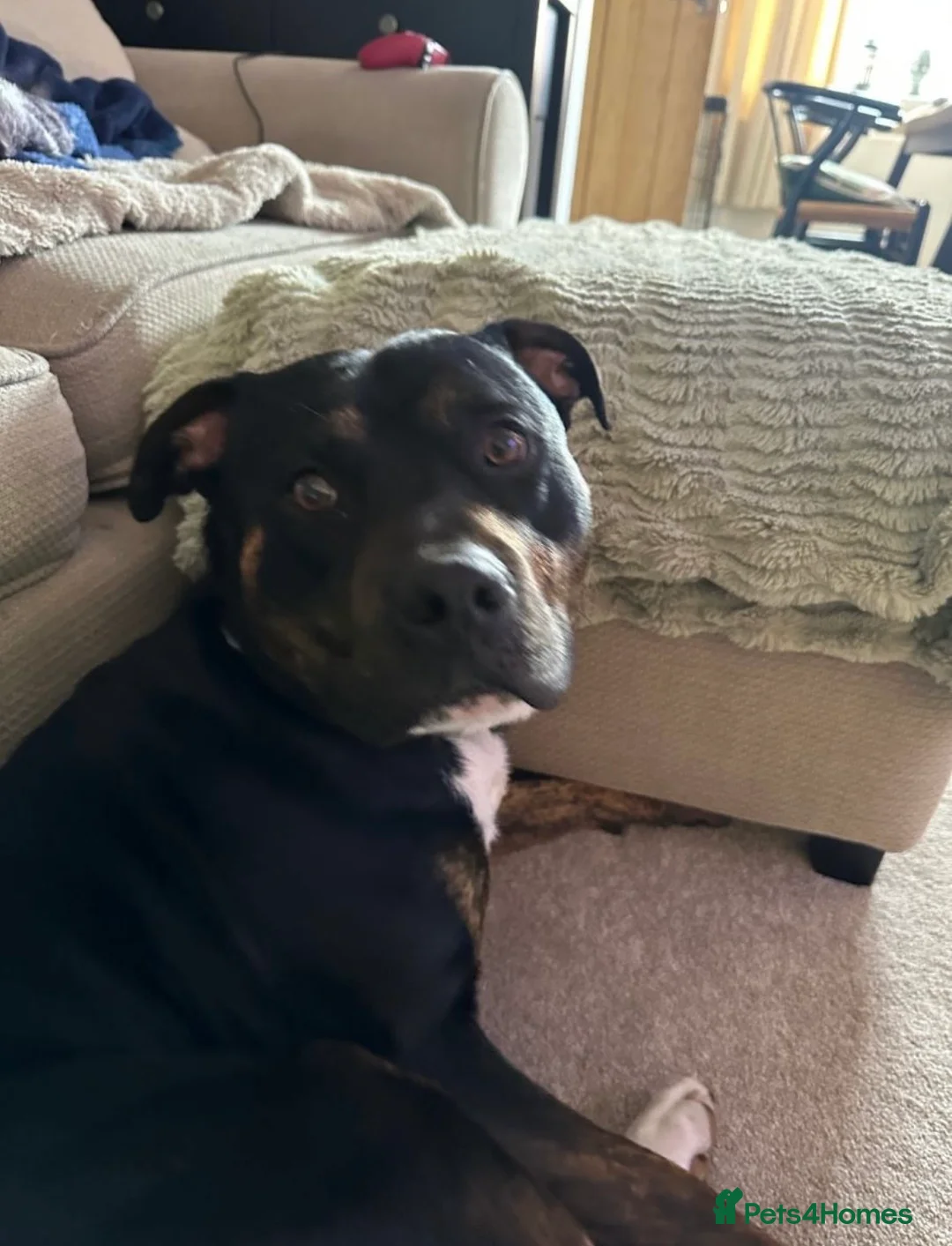 Staffordshire Bull Terrier dogs for sale: Staff x breed for sale - Advert 2