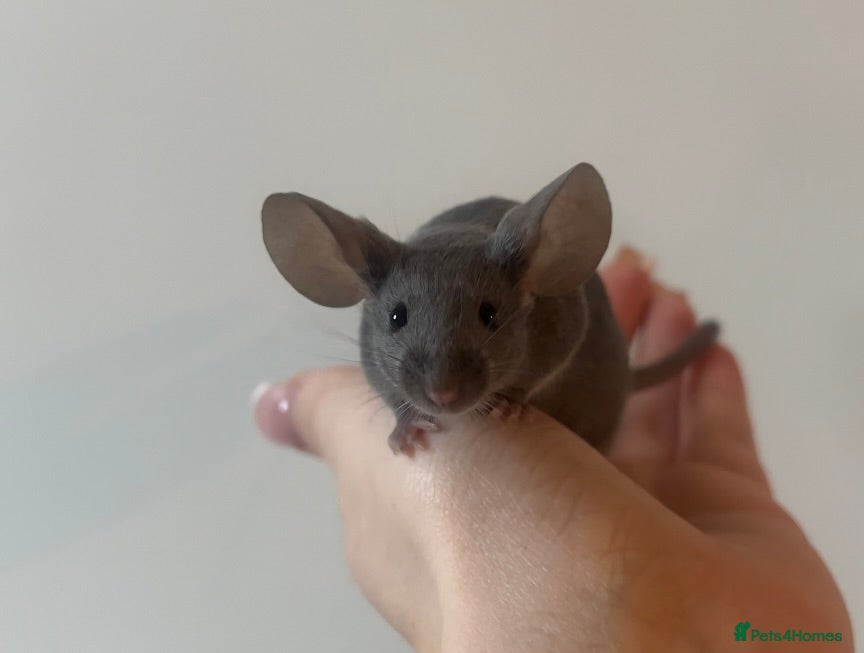 Mouse rodents Friendly female fancy mice.  - Advert 3