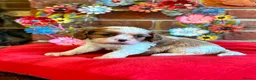 Cavalier King Charles Spaniel dogs for sale: KC. C.K.C.S from Champion Show Lines - Advert 19