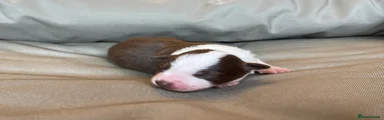 Puppy 1