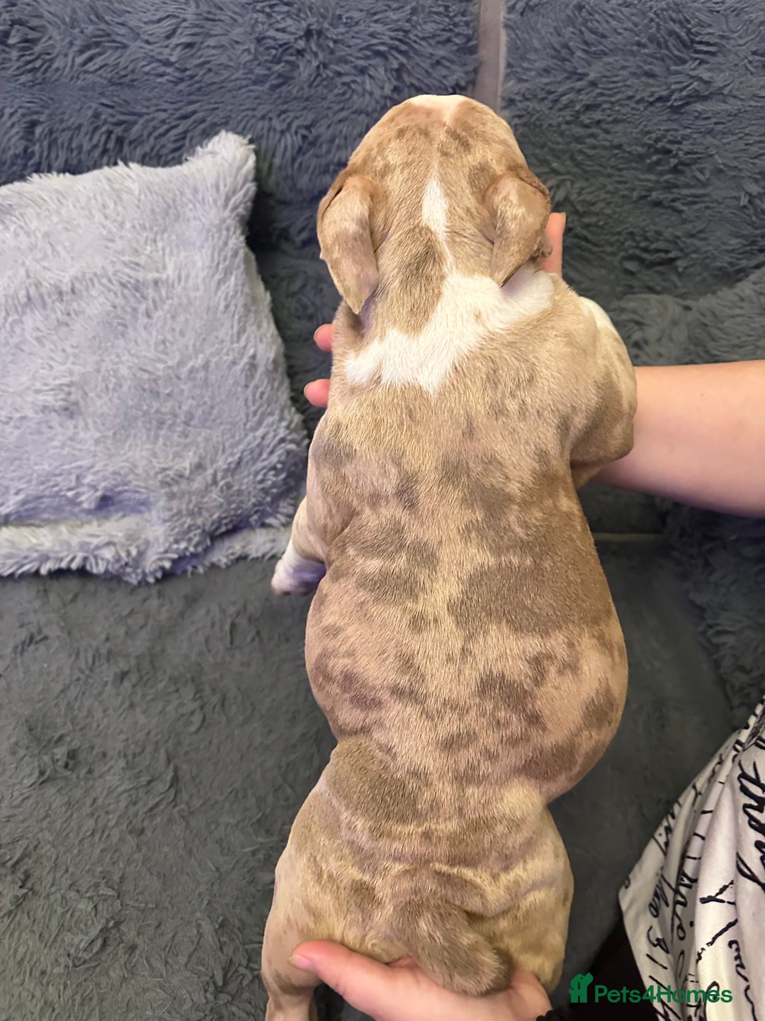 American Bully dogs for sale: 🐾 ABKC Registered Micro/Pocket Bully Puppies! 🐾 - Advert 33