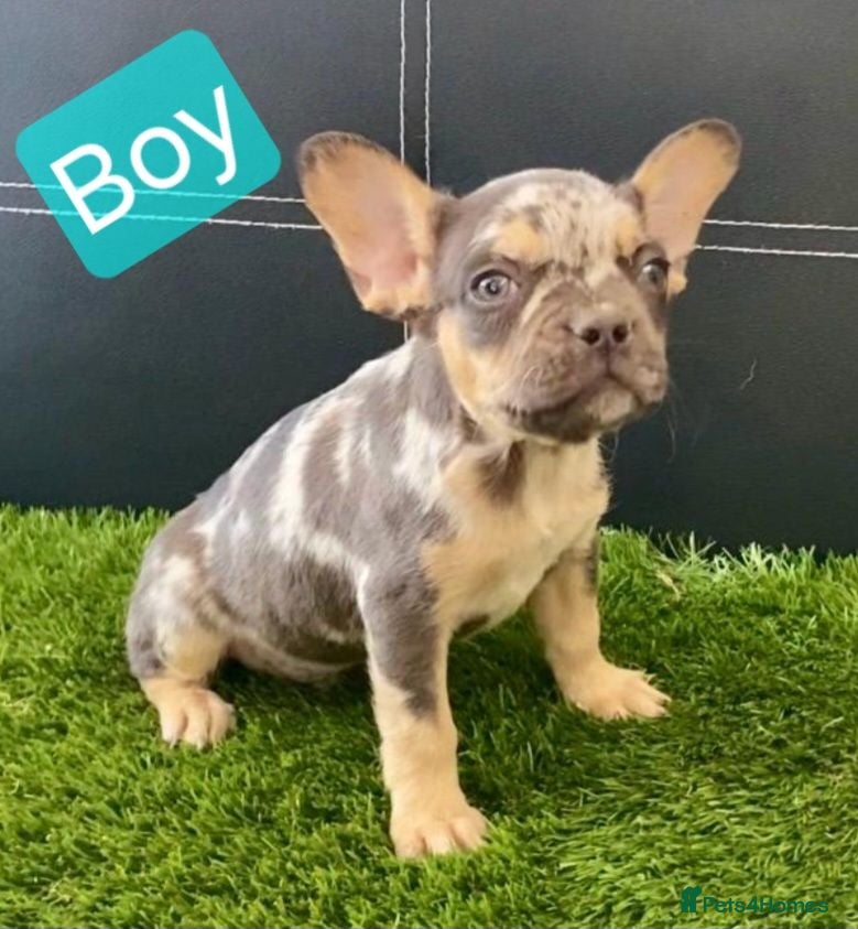 French Bulldog dogs Beautiful French Bulldog Puppies - Advert 1