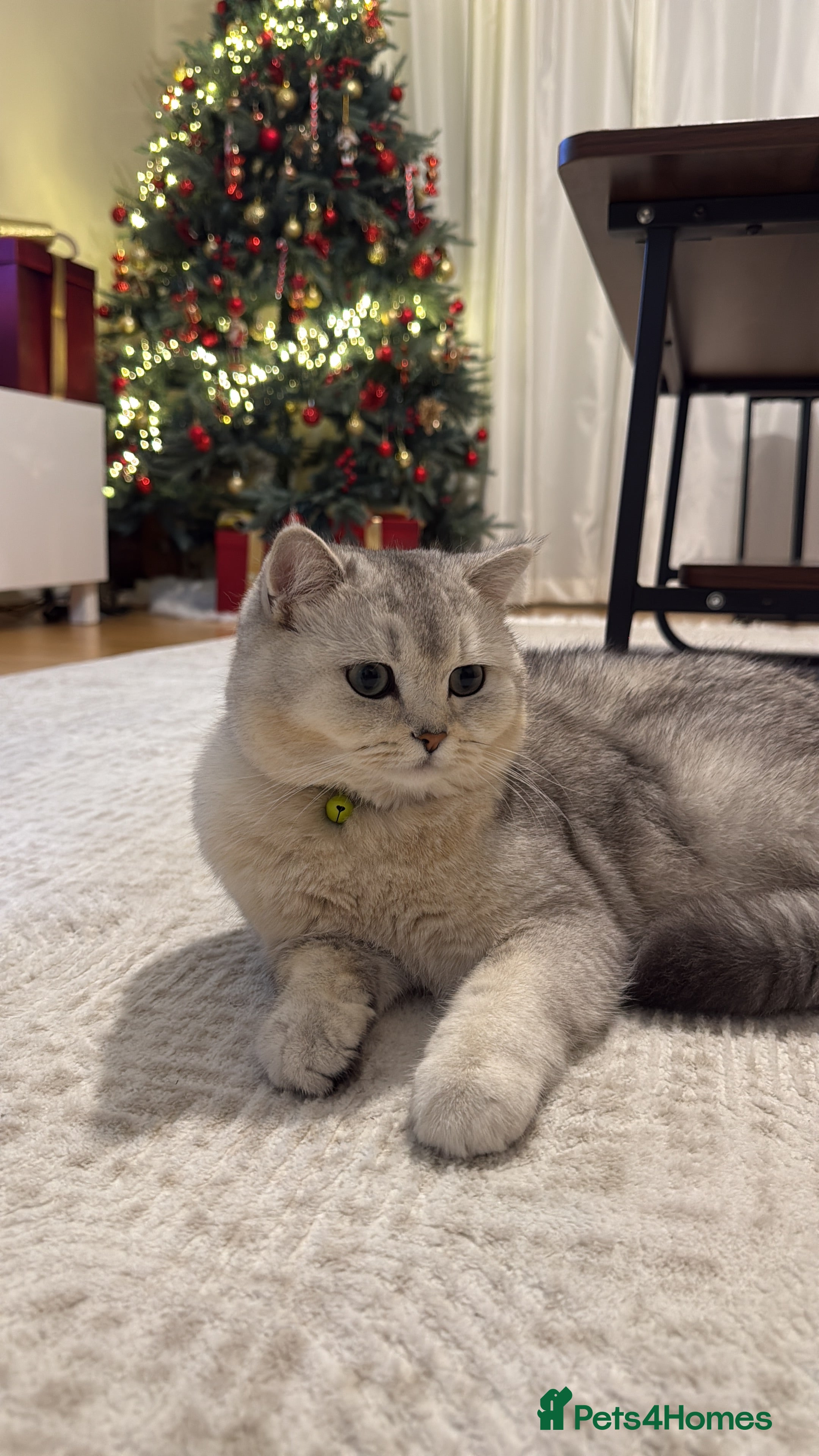 British Shorthair cats BRİTİSH SHORTHAİR 10 MONTHS - Advert 1