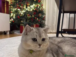 British Shorthair cats BRİTİSH SHORTHAİR 10 MONTHS - Advert 1