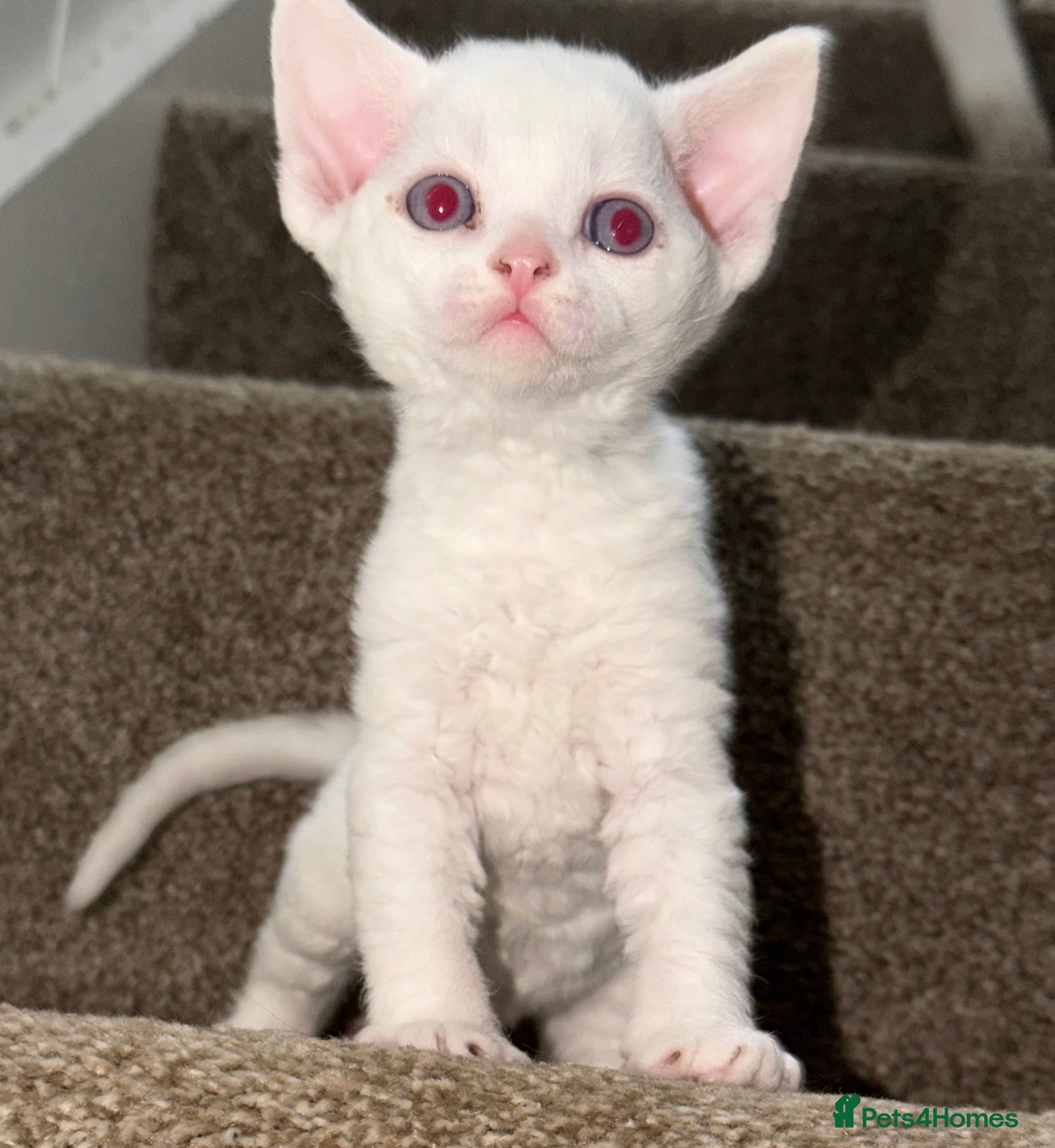 Devon Rex cats TICA Active kittens  - Advert 2