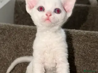 Devon Rex cats TICA Active kittens - Advert 2