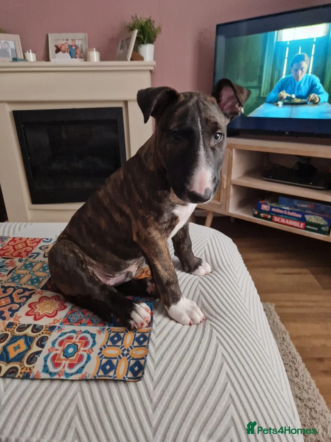English Bull Terrier dogs for sale: Gorgeous george - Advert 4